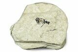 Miocene Beetle (Coleoptera) Fossil - Murat, France #254029-1